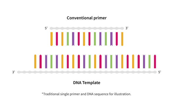 In a traditional primer process, a pair of primers hybridizes with the sample DNA or RNA chart