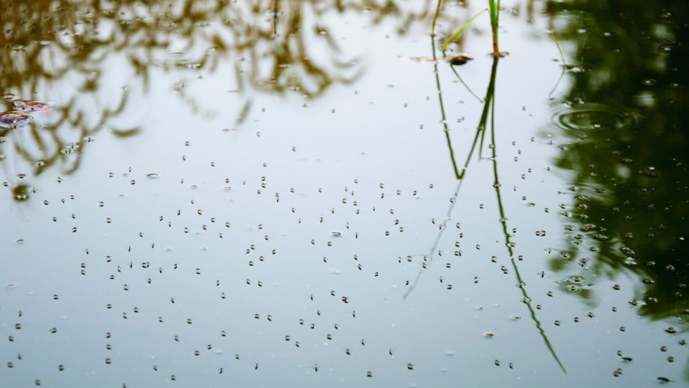 Many mosquitoes on the surface of the water 