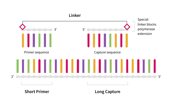 In a Co-Primers process, the PCR primer is divided into two segments separated by a PEG (polyethylene glycol) linker chart
